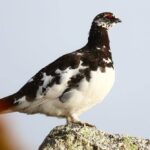 登山ツアーガイド