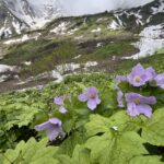 登山ツアーガイド